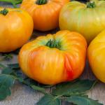 Potagères - Tomate Ananas - Légumes d'Autrefois - face recto